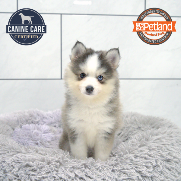[#251564-06] Gray / White F Pomsky Puppies for Sale