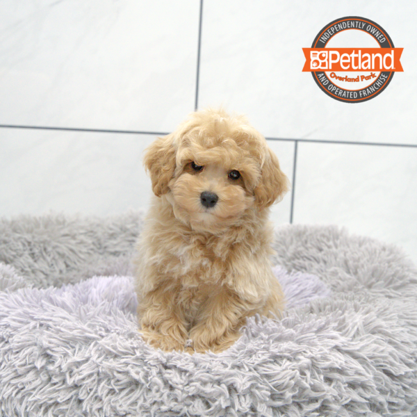 [#251321-01] Sable M Schnoodle Puppies for Sale