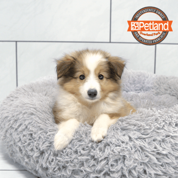 Shetland Sheepdog-Dog-Female---Petland Overland Park, Kansas