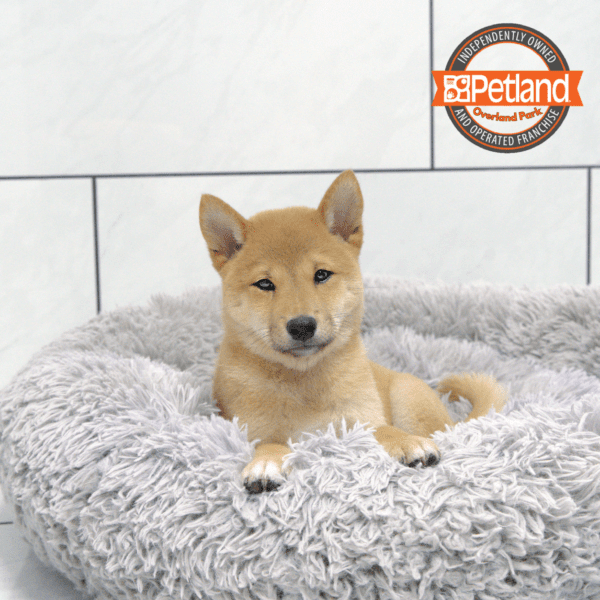 [#251329-01] Red M Shiba Inu Puppies for Sale