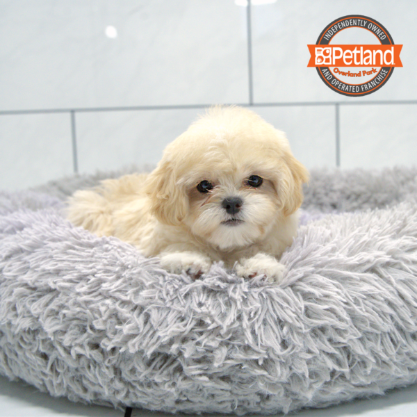 [#2538-03] Apricot F Poodle Mini/Shih Tzu Puppies for Sale