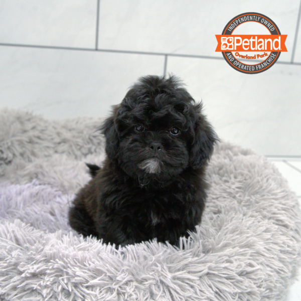 [#2538-01] Black / Tan M Poodle Mini/Shih Tzu Puppies for Sale