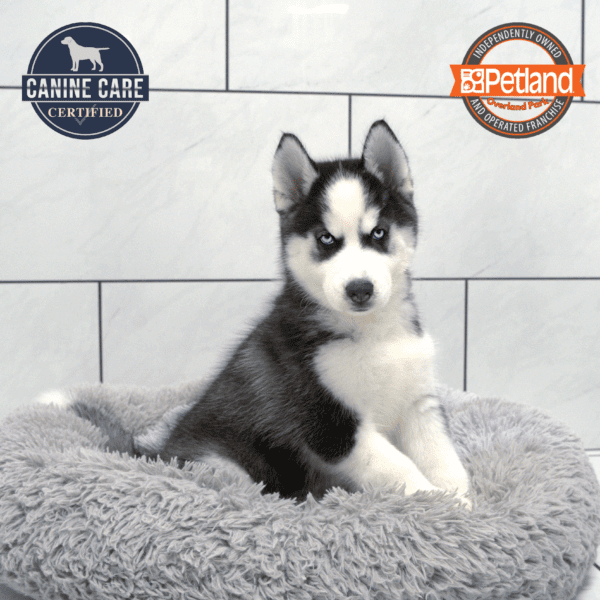 [#251560-01] Black / White M Siberian Husky Puppies for Sale