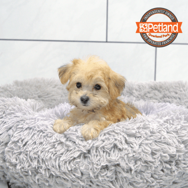 [#251382-03] Brown F Yochon Puppies for Sale