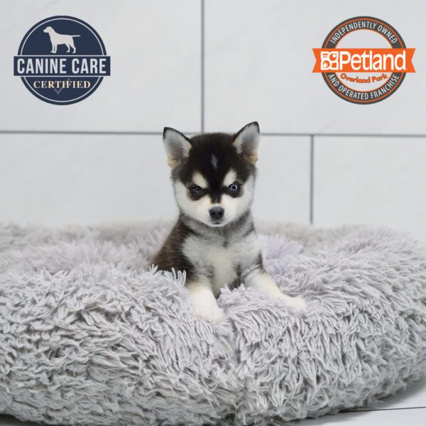 [#251742-02] Black M Alaskan Klee Kai Puppies for Sale