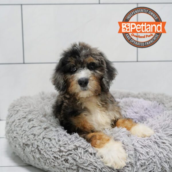 [#252111-07] Blue Merle / Tan F Bernedoodle Puppies for Sale