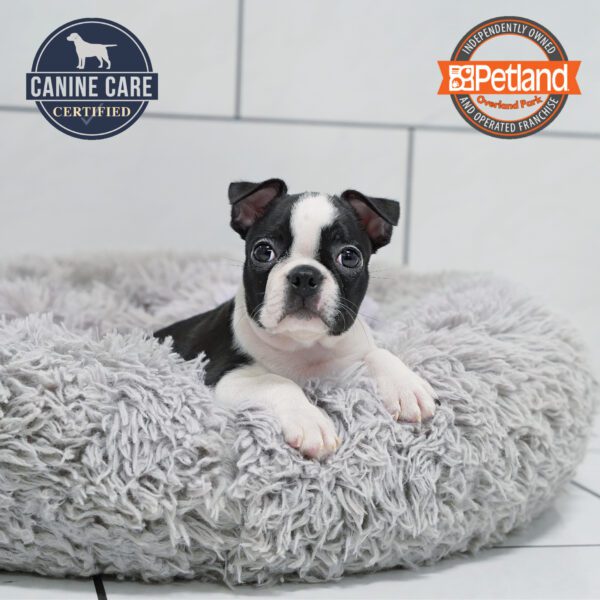 [#251747-03] Black / White M Boston Terrier Puppies for Sale