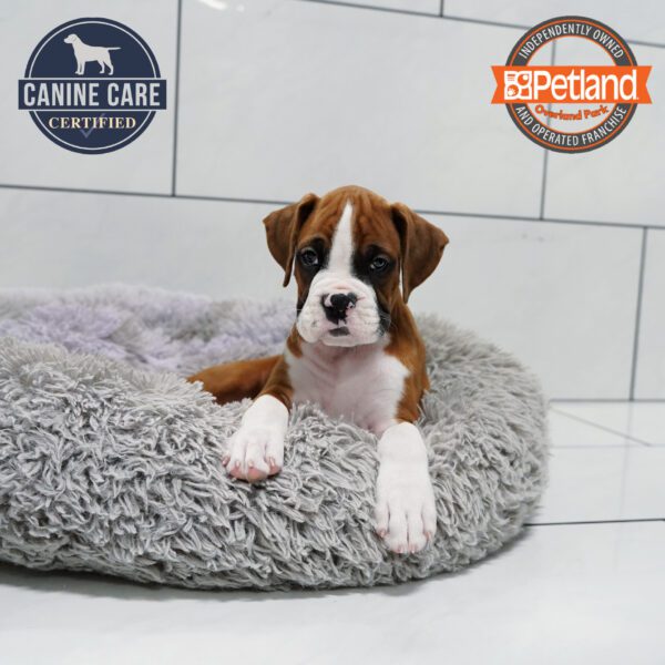 [#252039-04] Mahogany M Boxer Puppies for Sale
