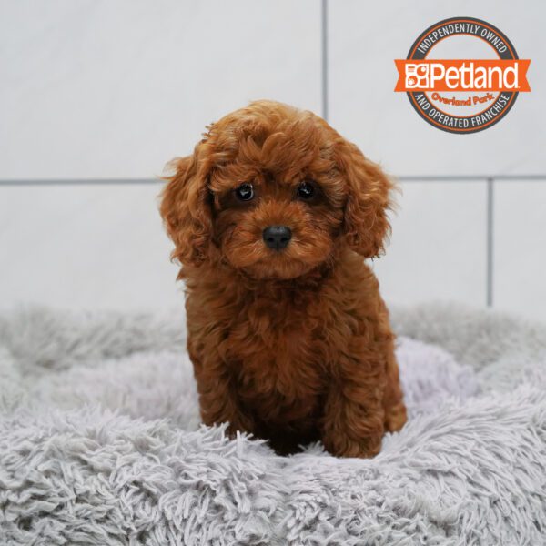 [#2544-01] Red F Poodle Mini/Cavalier King Charles Spaniel Puppies for Sale