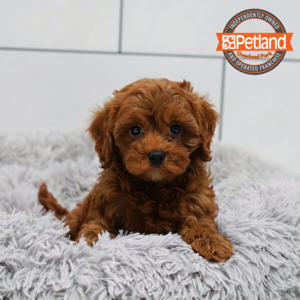 [#2544-02] Red F Poodle Mini/Cavalier King Charles Spaniel Puppies for Sale