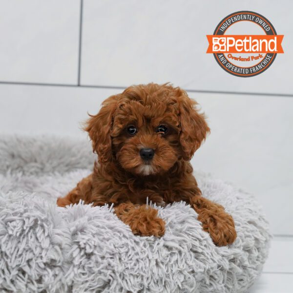 [#2544-03] Red F Poodle Mini/Cavalier King Charles Spaniel Puppies for Sale