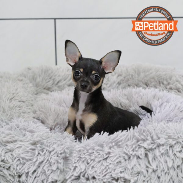 [#2546-02] Black / Tan F Chihuahua Puppies for Sale