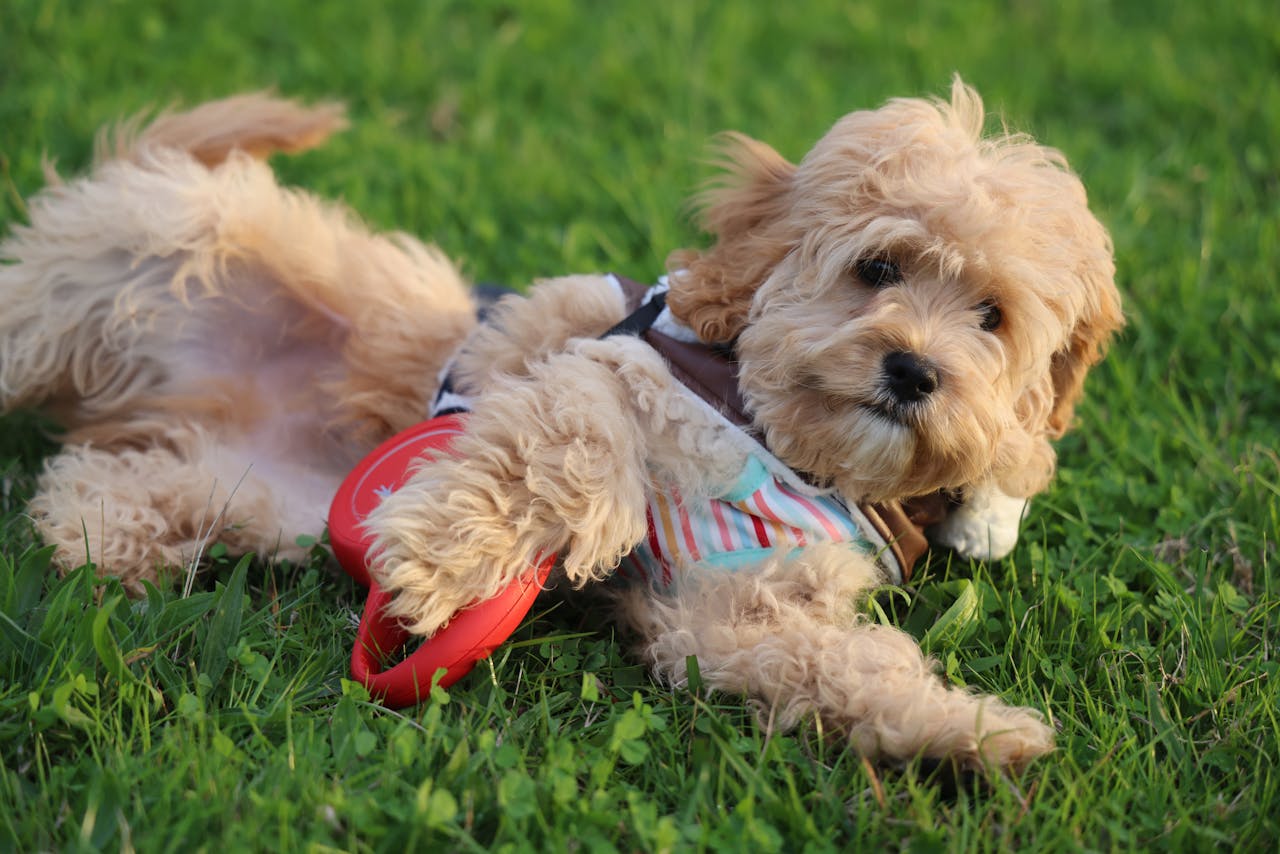 Cockapoo Nutrition Guide: Best Diet for a Healthy Dog