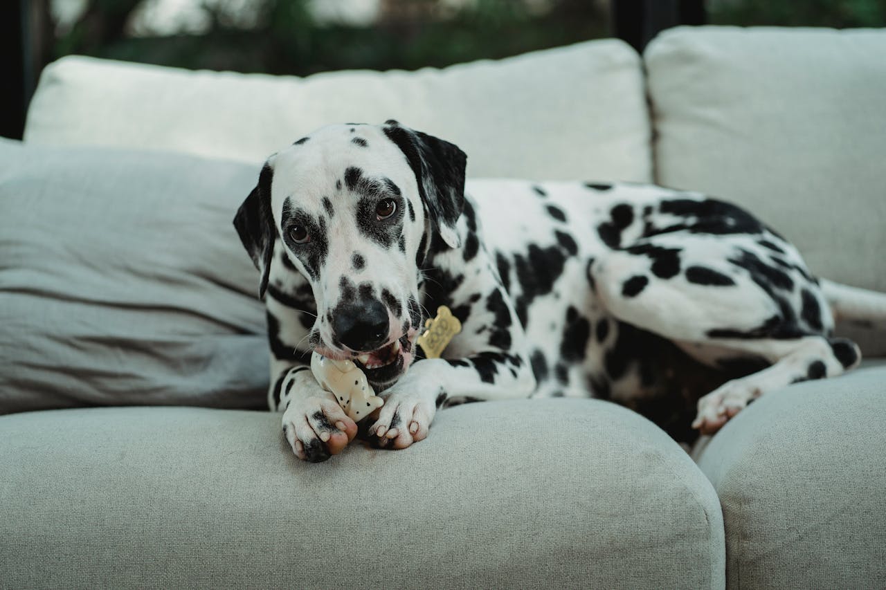 Dalmatian Puppies: Complete Care Guide for New Owners