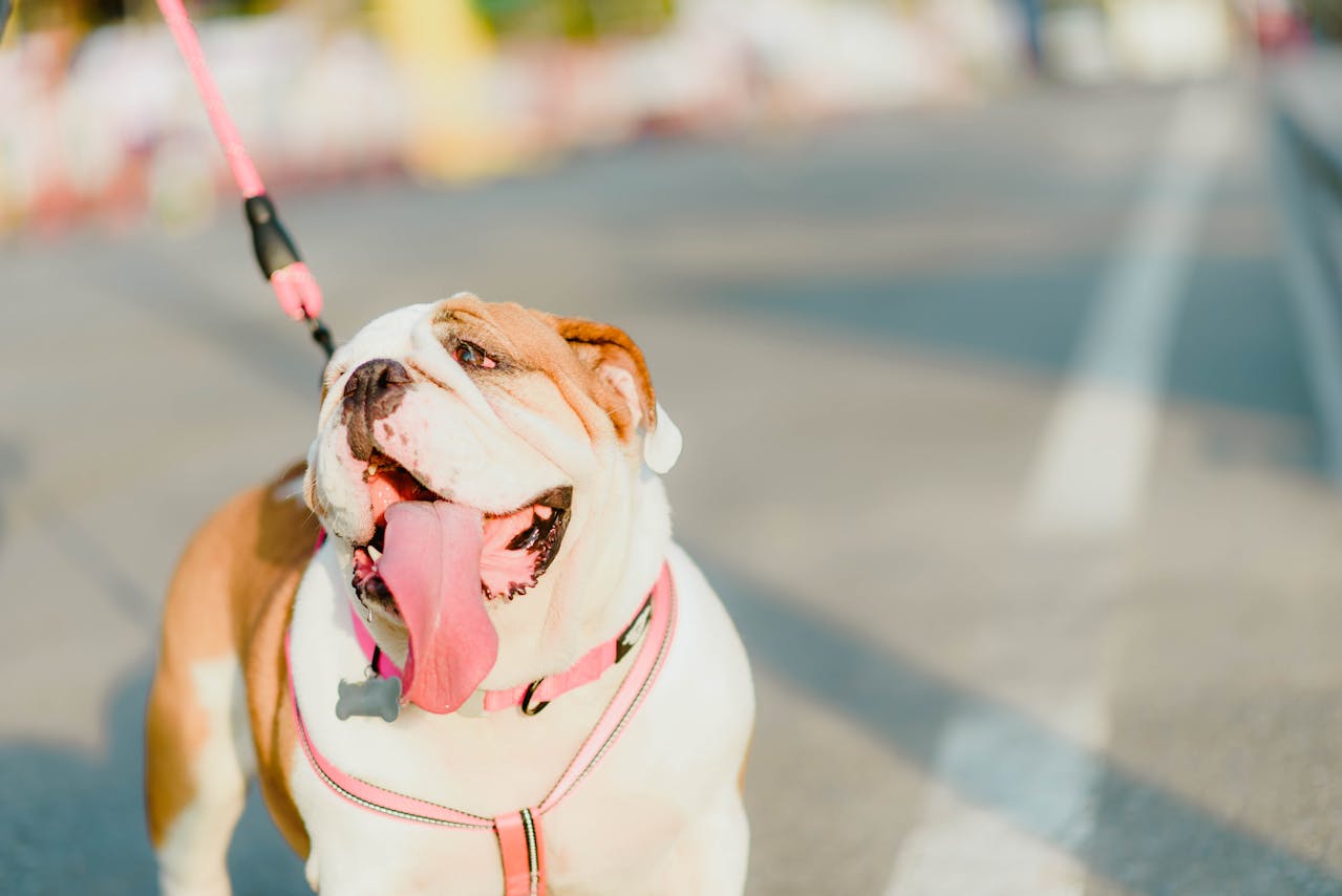 English Bulldog Training: Tips for a Well-Behaved Pup