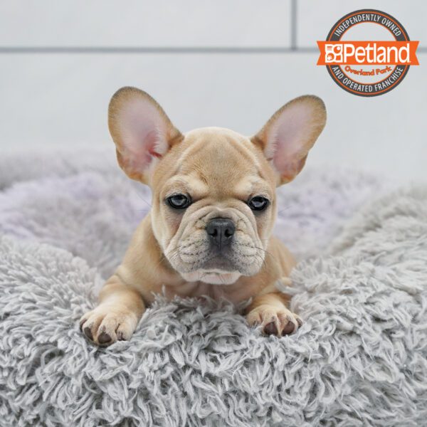 [#251836-05] Blue Fawn F French Bulldog Puppies for Sale