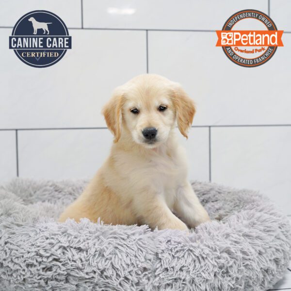 Golden Retriever-Dog-Female---Petland Overland Park, Kansas
