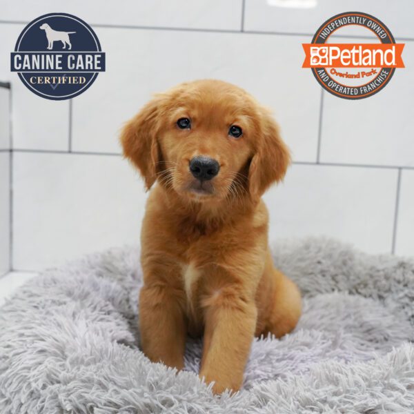 [#252029-02] Red M Golden Retriever Puppies for Sale