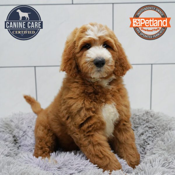 [#252292-03] Red M Goldendoodle 2nd Gen Puppies for Sale