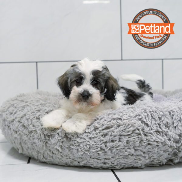 [#252121-02] Sable / White M Havanese Puppies for Sale