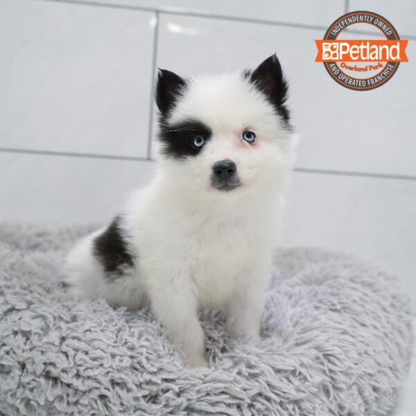 Huskimo-Dog-Female---Petland Overland Park, Kansas