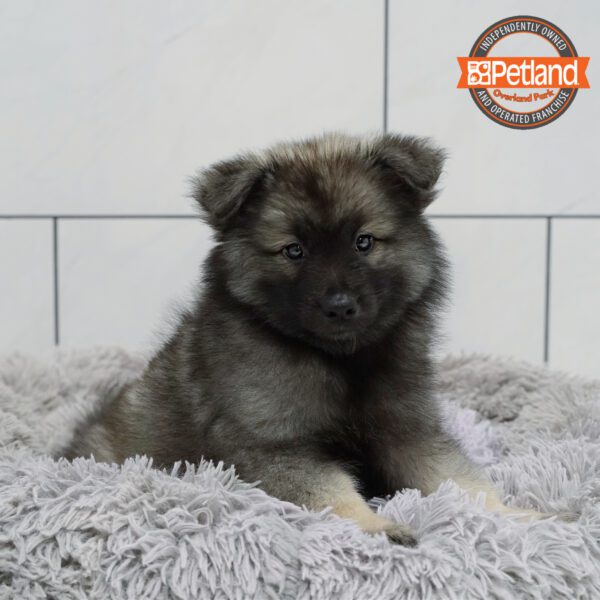 Keeshond-Dog-Female---Petland Overland Park, Kansas