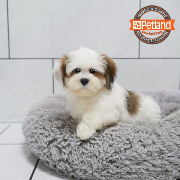 [#251511-04] Brown M Lhasa Apso Puppies for Sale