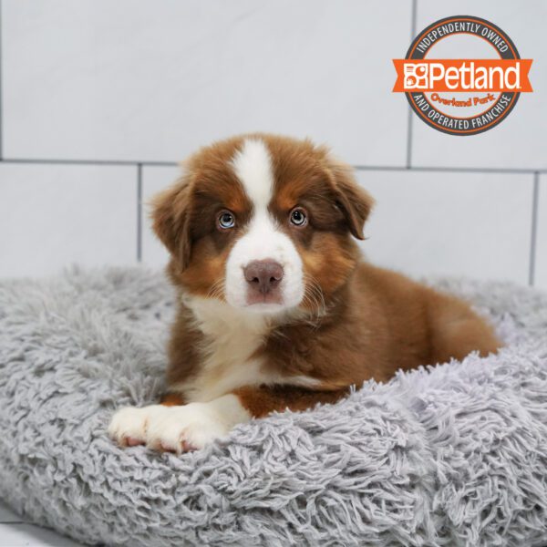 Miniature American Shepherd-Dog-Male---Petland Overland Park, Kansas