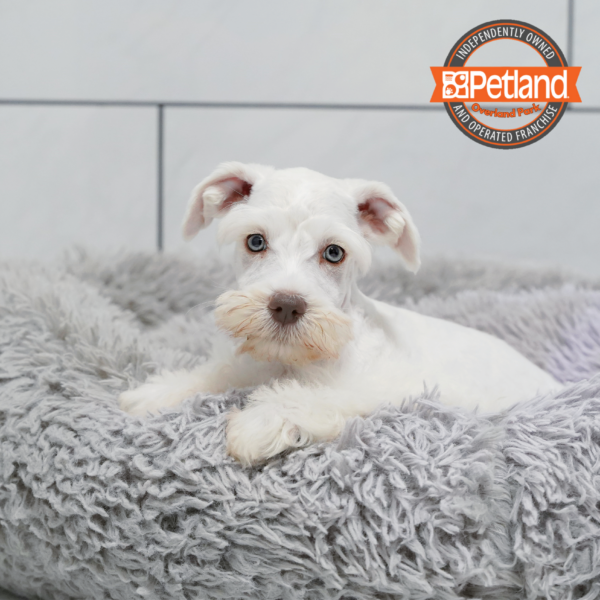 [#252334-01] White w/Brown Nose M Miniature Schnauzer Puppies for Sale