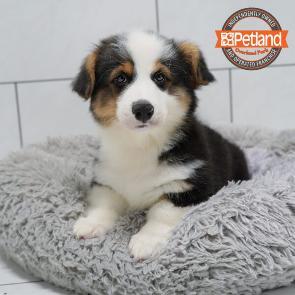 Pembroke Welsh Corgi-Dog-Male---Petland Overland Park, Kansas