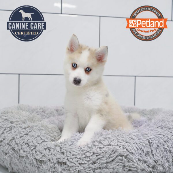 [#251738-02] Blue Merle M Pomsky 2nd Gen Puppies for Sale