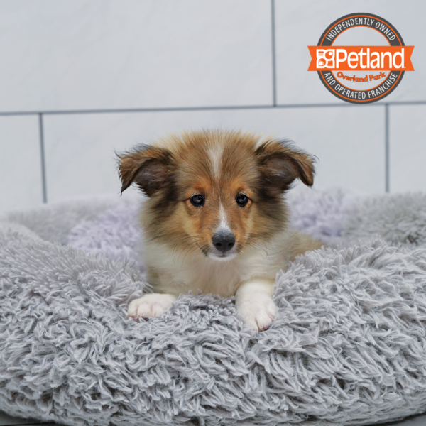 Shetland Sheepdog-Dog-Female---Petland Overland Park, Kansas