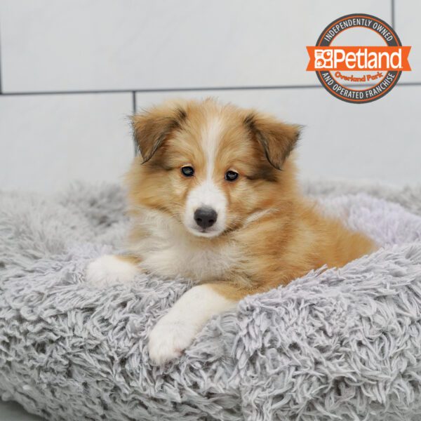 [#252148-02] Sable / White F Shetland Sheepdog Puppies for Sale