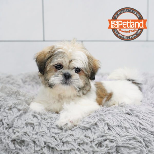 Shih Tzu-Dog-Female---Petland Overland Park, Kansas