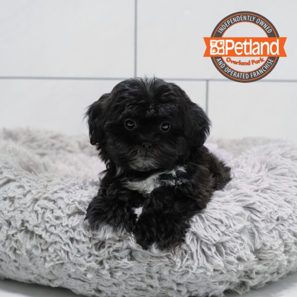 Teddy Bear-Dog-Female---Petland Overland Park, Kansas