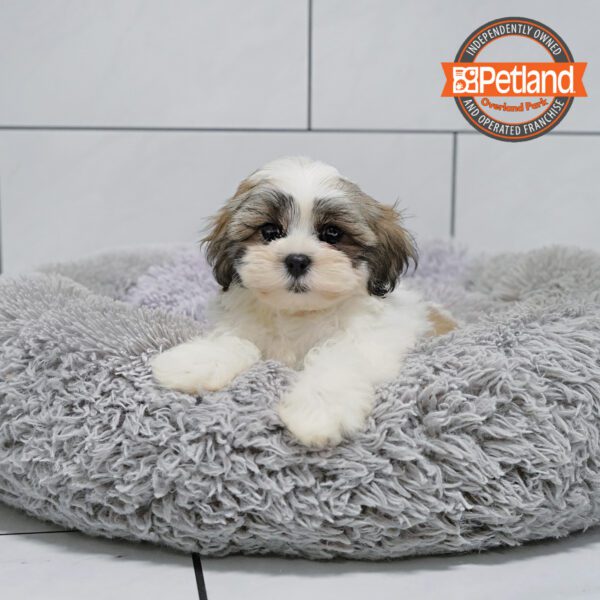 [#251689-01] Chocolate / White M Teddy Bear Puppies for Sale