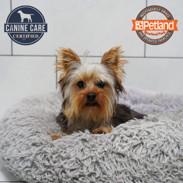 [#25569-01] Black / Tan M Yorkshire Terrier Puppies for Sale