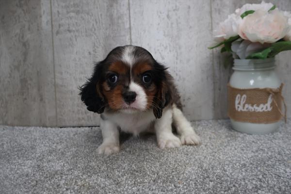 [#251974-02] Blue Merle F Cavalier King Charles Spaniel Puppies for Sale