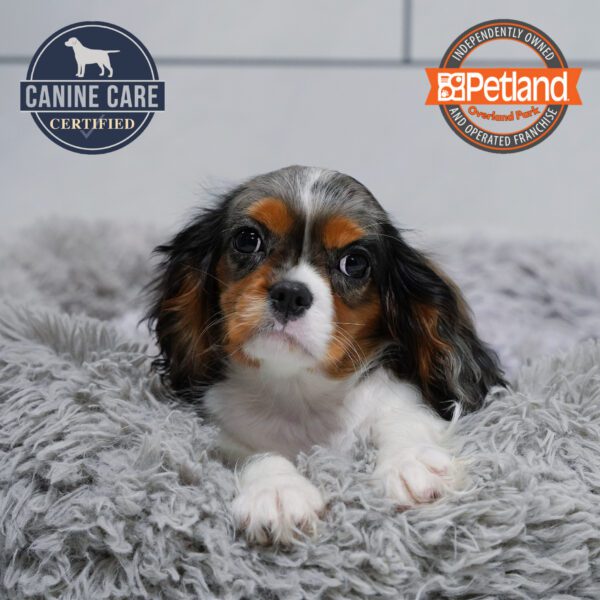 [#251974-02] Blue Merle F Cavalier King Charles Spaniel Puppies for Sale