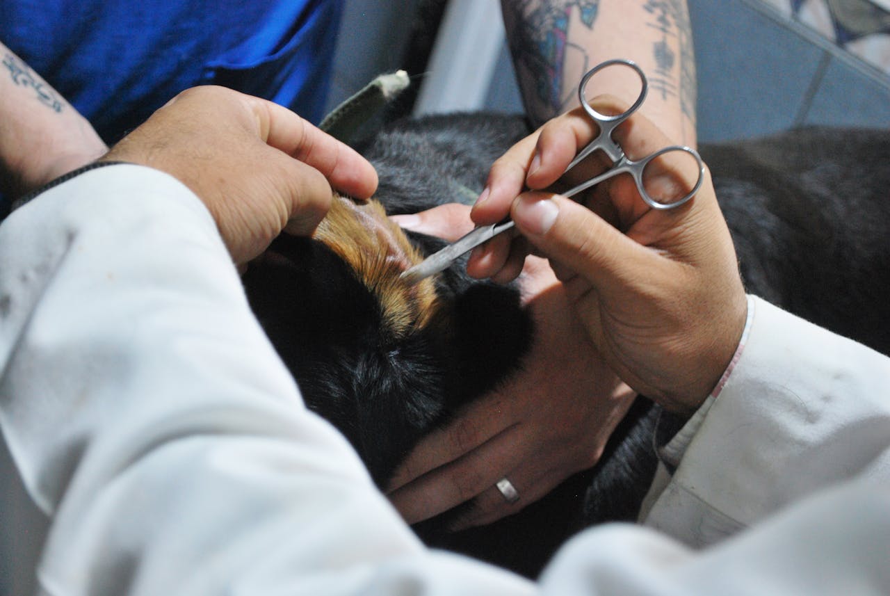 How to Keep Your Cocker Spaniel Ear Clean & Infection-Free