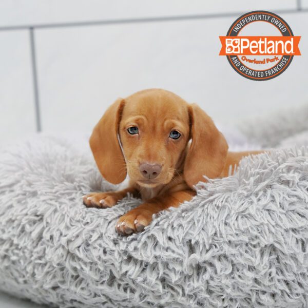 [#252181-03] Red / Cream F Dachshund Puppies for Sale