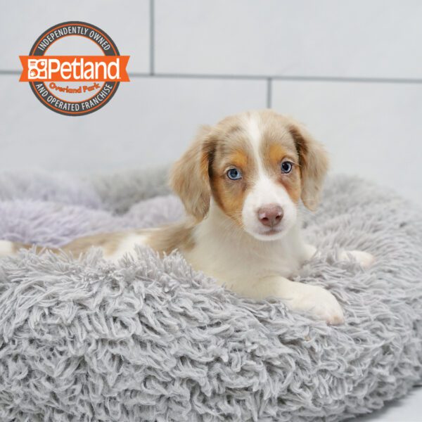[#252183-02] Cream / White M Dachshund Puppies for Sale
