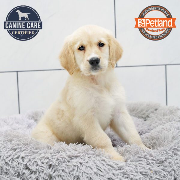 [#252364-06] Light Golden F Golden Retriever Puppies for Sale