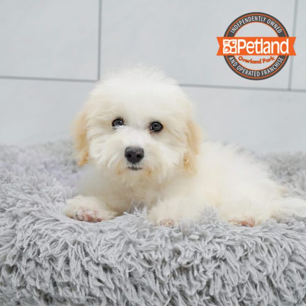 [#251949-01] White M Havachon Puppies for Sale