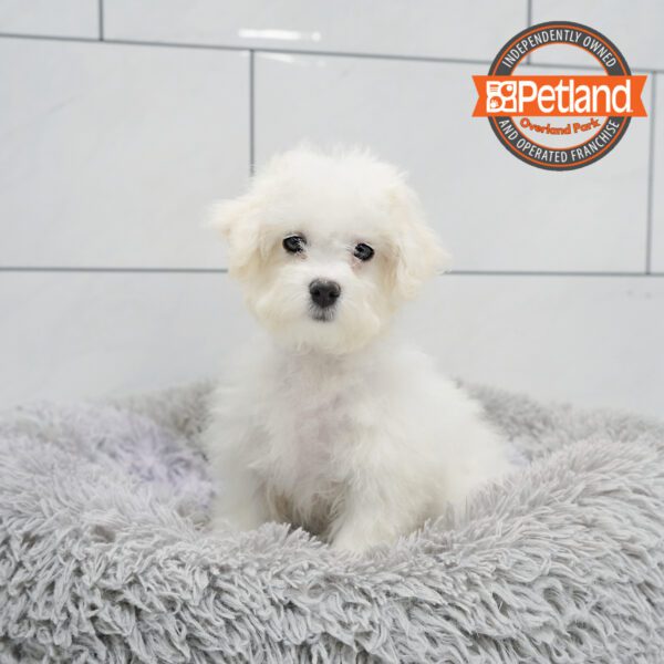 [#251949-03] White M Havachon Puppies for Sale