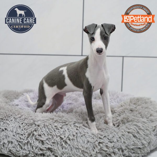[#252123-01] Blue M Italian Greyhound Puppies for Sale