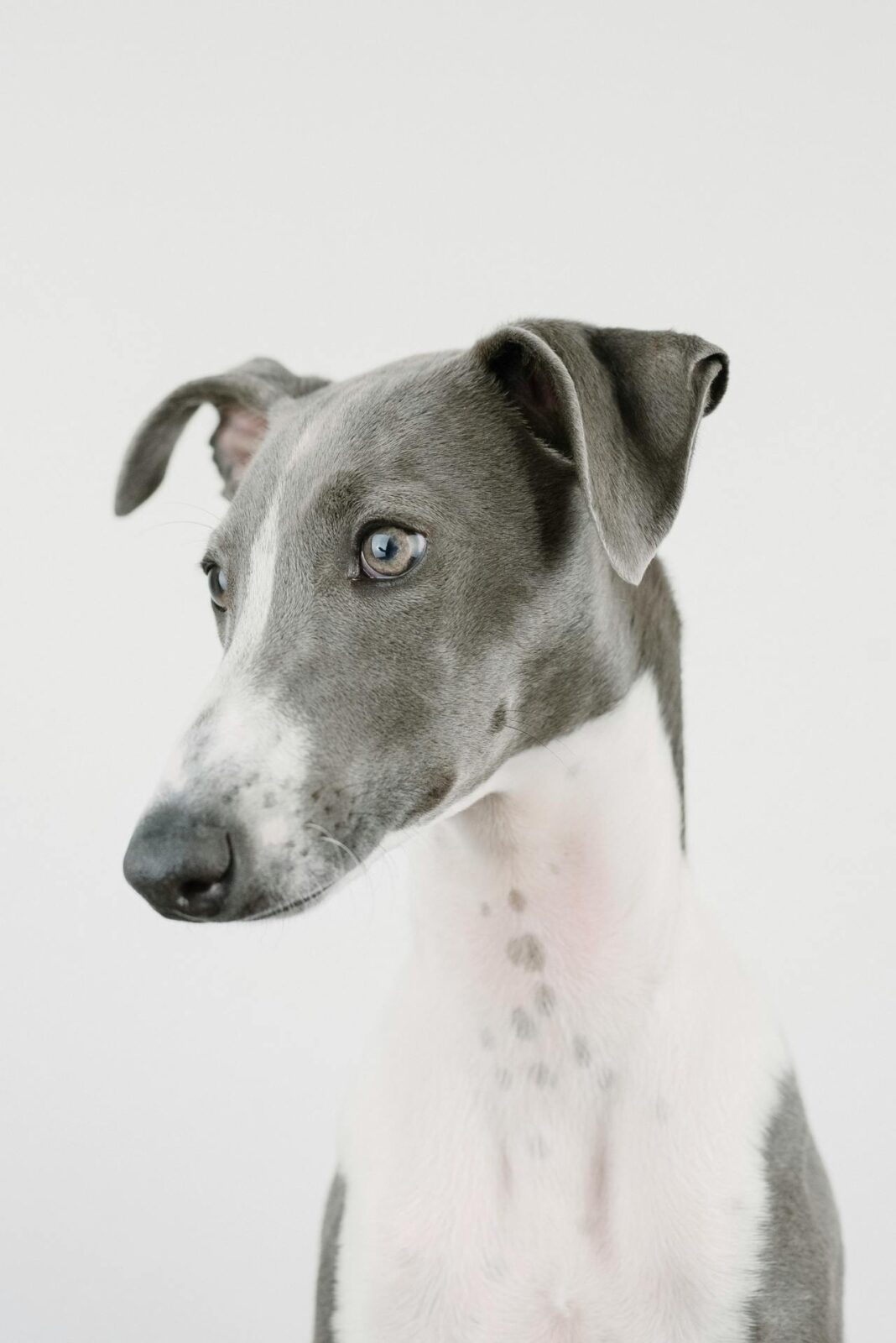 Italian Greyhound Lifespan: How to Keep Your Dog Healthy Longer