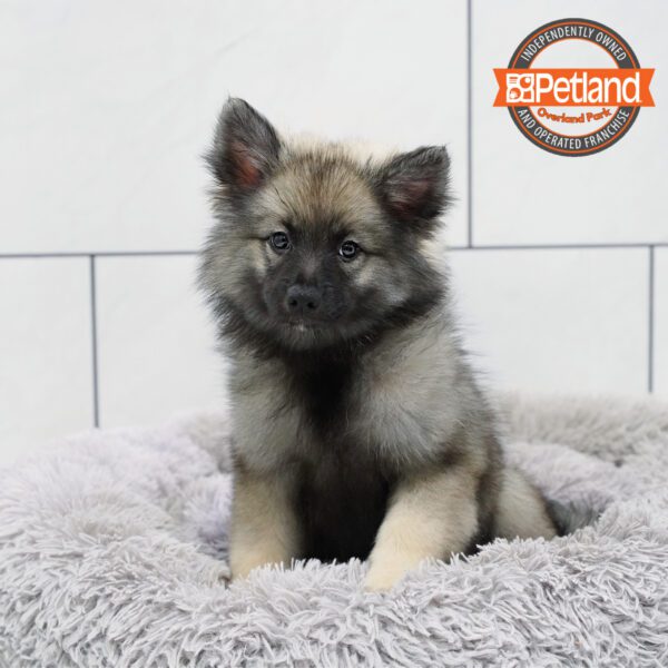 [#252170-05] Black / Silver F Keeshond Puppies for Sale