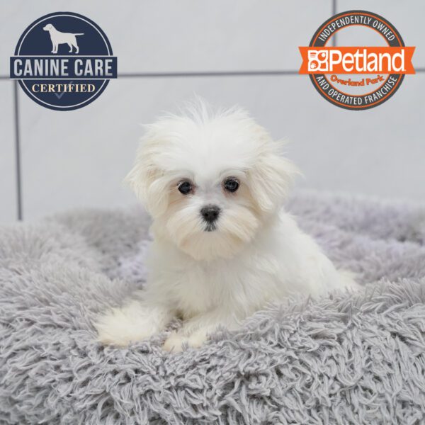 [#251901-02] White M Maltese Puppies for Sale