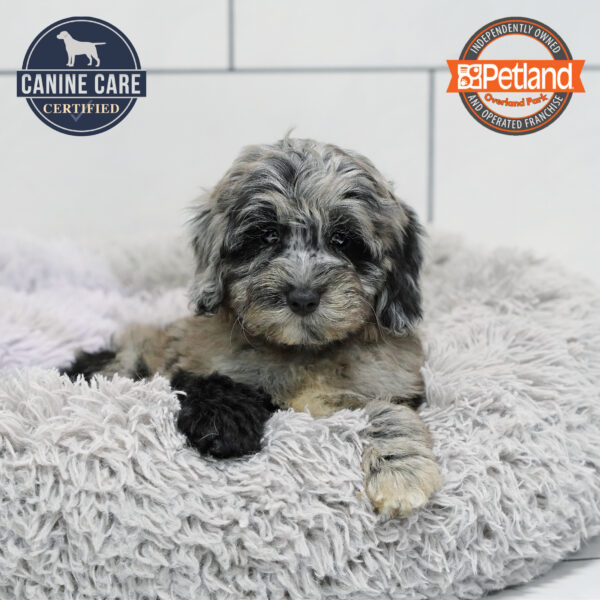 [#252028-07] Blue Merle F Goldendoodle Mini 2nd Gen Puppies for Sale
